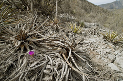 Thelocactus rinconensis freudenbergeri