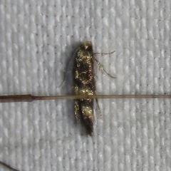 Stilbosis tesquella