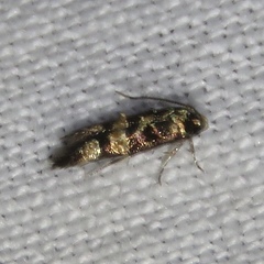 Stilbosis tesquella