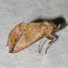 Pseudeva purpurigera