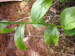 Veratrum viride eschscholtzianum