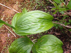 Veratrum viride eschscholtzianum