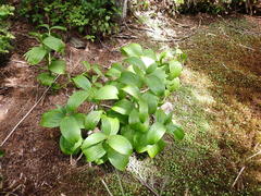 Veratrum viride eschscholtzianum