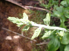 Veratrum viride eschscholtzianum