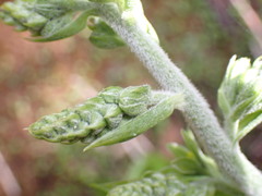 Veratrum viride eschscholtzianum