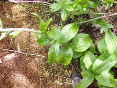 Veratrum viride eschscholtzianum