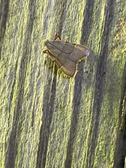 Basacallis tarachodes