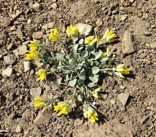 Washington twinpod (Physaria alpestris)
