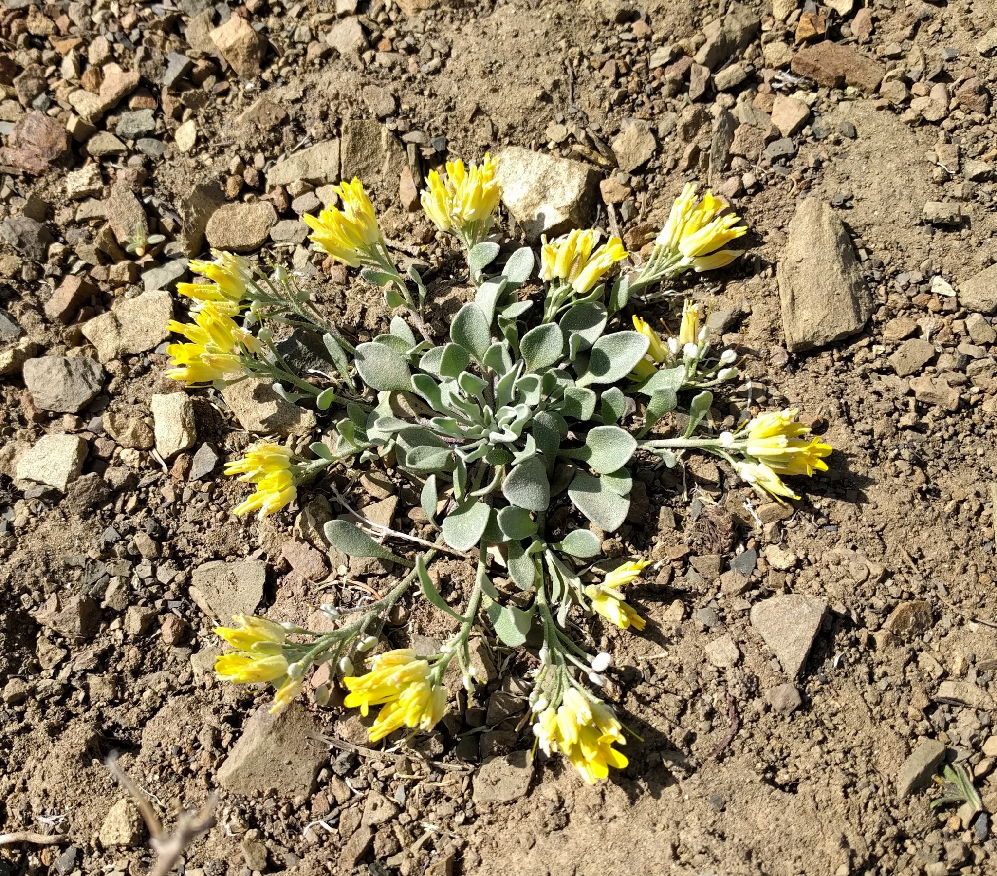 Physaria alpestris