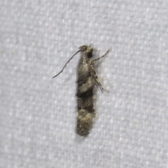 Coleotechnites atrupictella