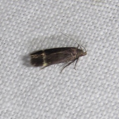 Anacampsis lupinella