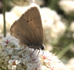 Satyrium sylvinus dryope