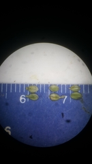 Paspalum pubiflorum glabrum