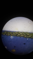 Paspalum pubiflorum glabrum