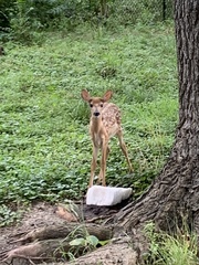 Odocoileus virginianus