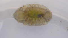 Cassidinidea ovalis image
