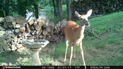 Odocoileus virginianus