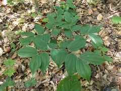 Prosartes lanuginosa