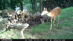 Odocoileus virginianus