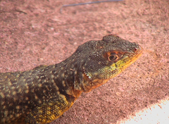 Tropidurus catalanensis