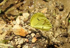 Abaeis xantochlora