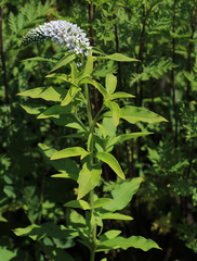 Lysimachia volkovae
