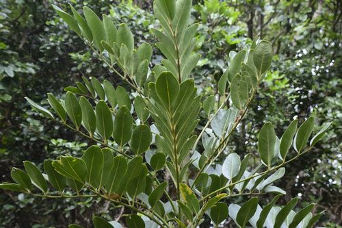 Polyscias kavaiensis