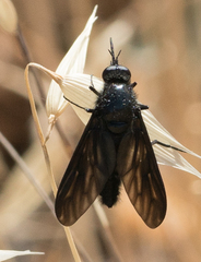 Thevenetimyia notata