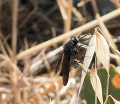 Thevenetimyia notata