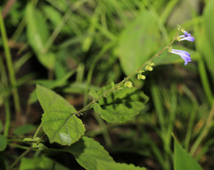 Scutellaria pekinensis