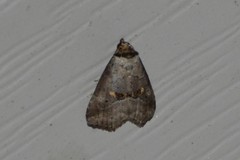 Hyperstrotia flaviguttata