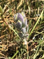 Chloropyron molle molle