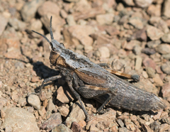 Dracotettix monstrosus