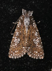 Condica pagetophagus