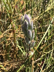 Chloropyron molle molle