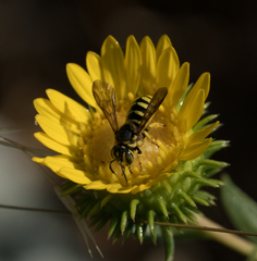 Dianthidium