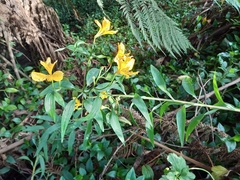 Alstroemeria aurea