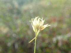 Rhynchospora alba