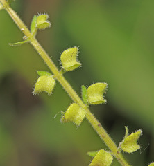 Scutellaria pekinensis