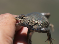 Sceloporus graciosus gracilis