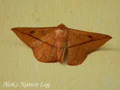 Striglininae