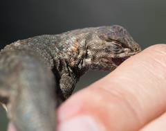 Sceloporus graciosus gracilis