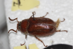 Polyphylla hammondi