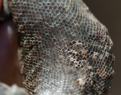 Sceloporus graciosus gracilis