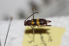 Aethecerinus latecinctus