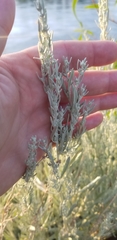 Artemisia cana