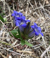 Gentiana affinis ovata