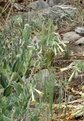 Lithospermum macromeria