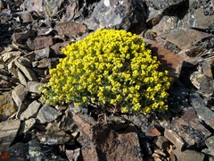 Draba densifolia