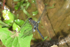 Erythrodiplax kimminsi